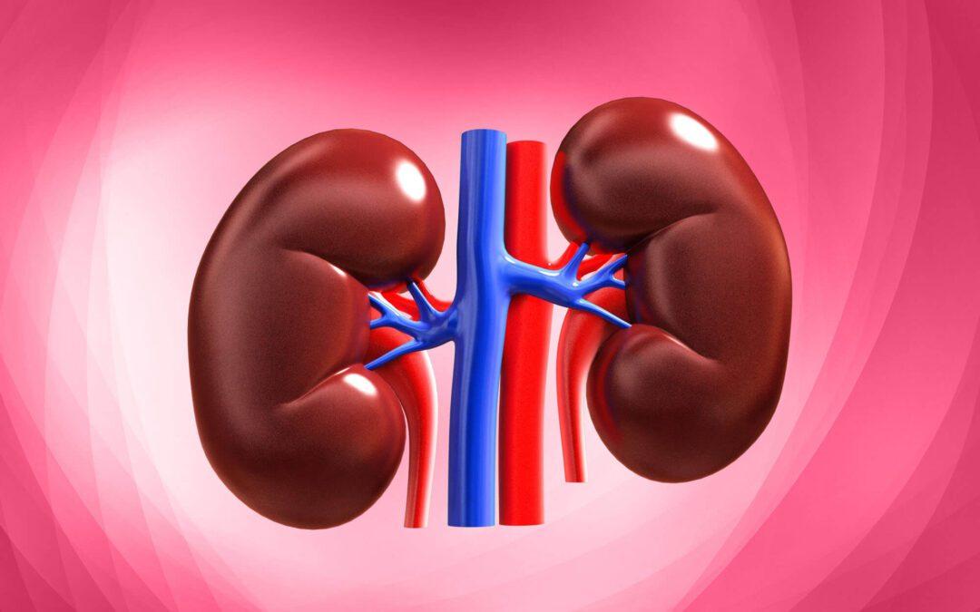 Why are Kidneys Important? Exploring Their Vital Role