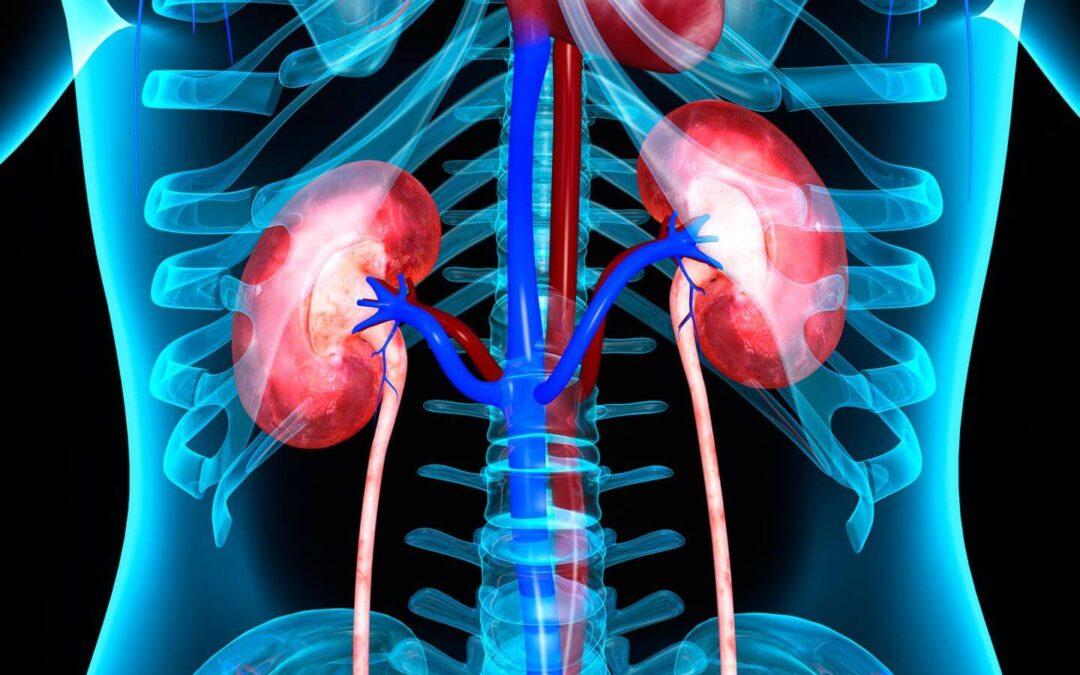 What Are the Functions of the Kidneys