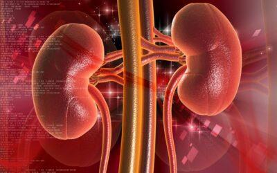 How can I improve my kidney renal function?