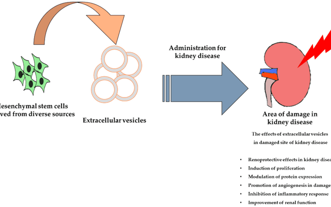 Kidney regeneration and the role of Mesenchymal stem cells