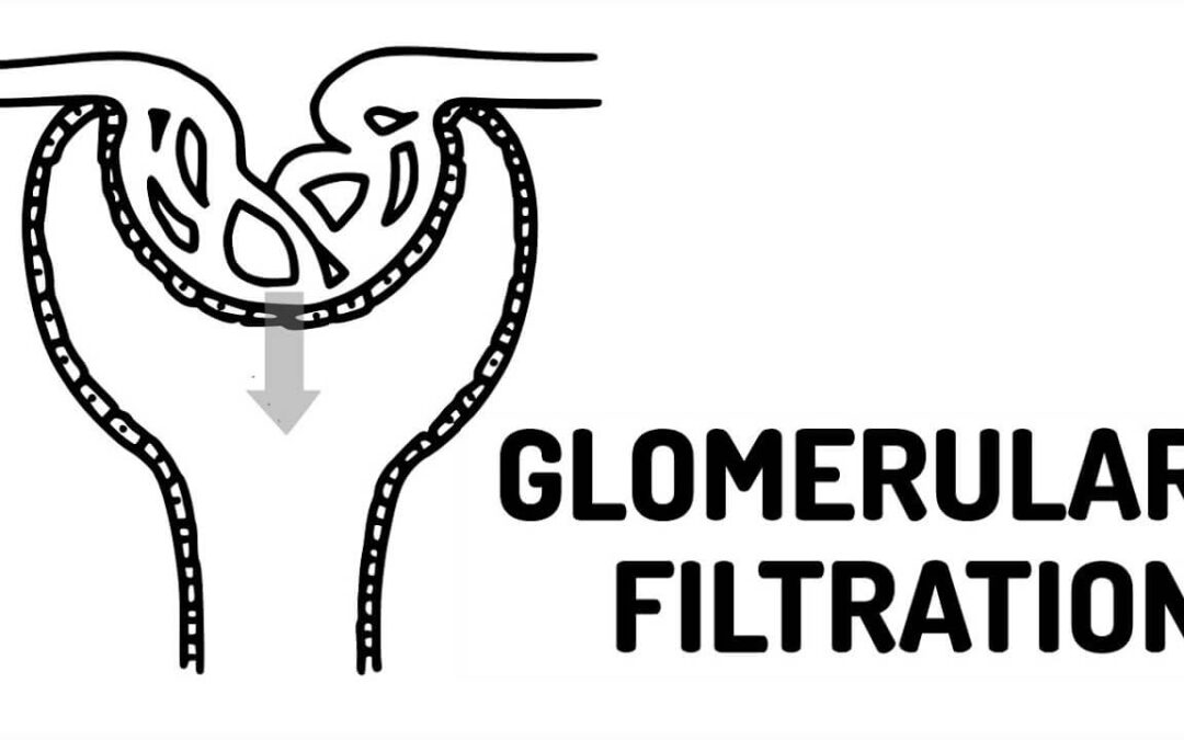 What is glomerular filtration rate